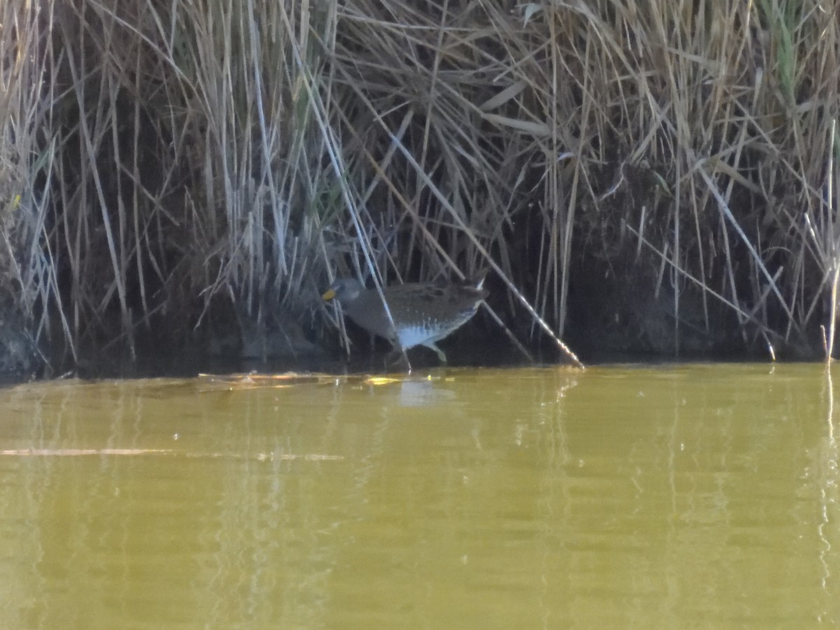 Spotted Crake - ML620369930