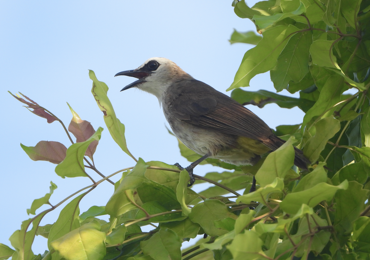 Yellow-vented Bulbul - ML620369934