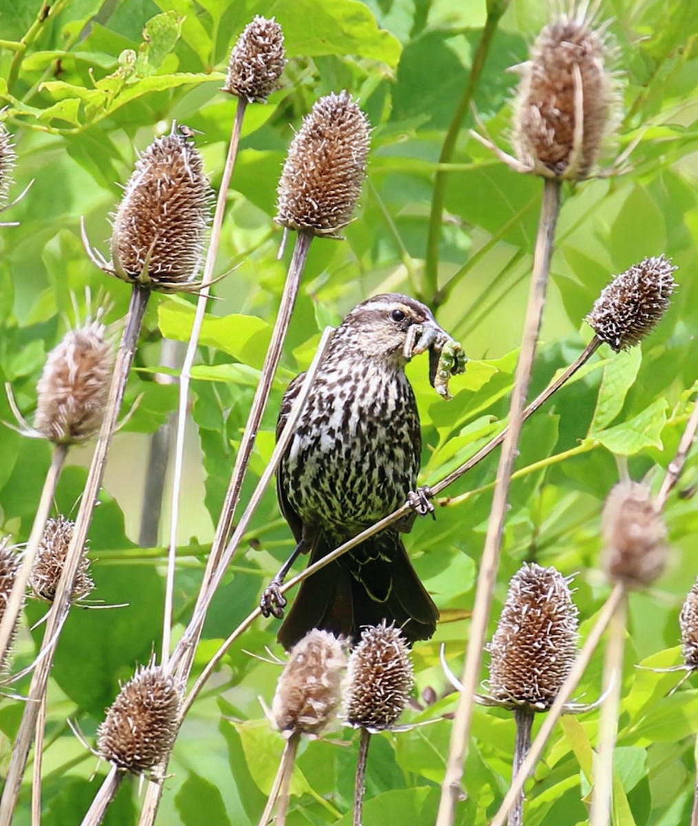 Red-winged Blackbird - ML620369941