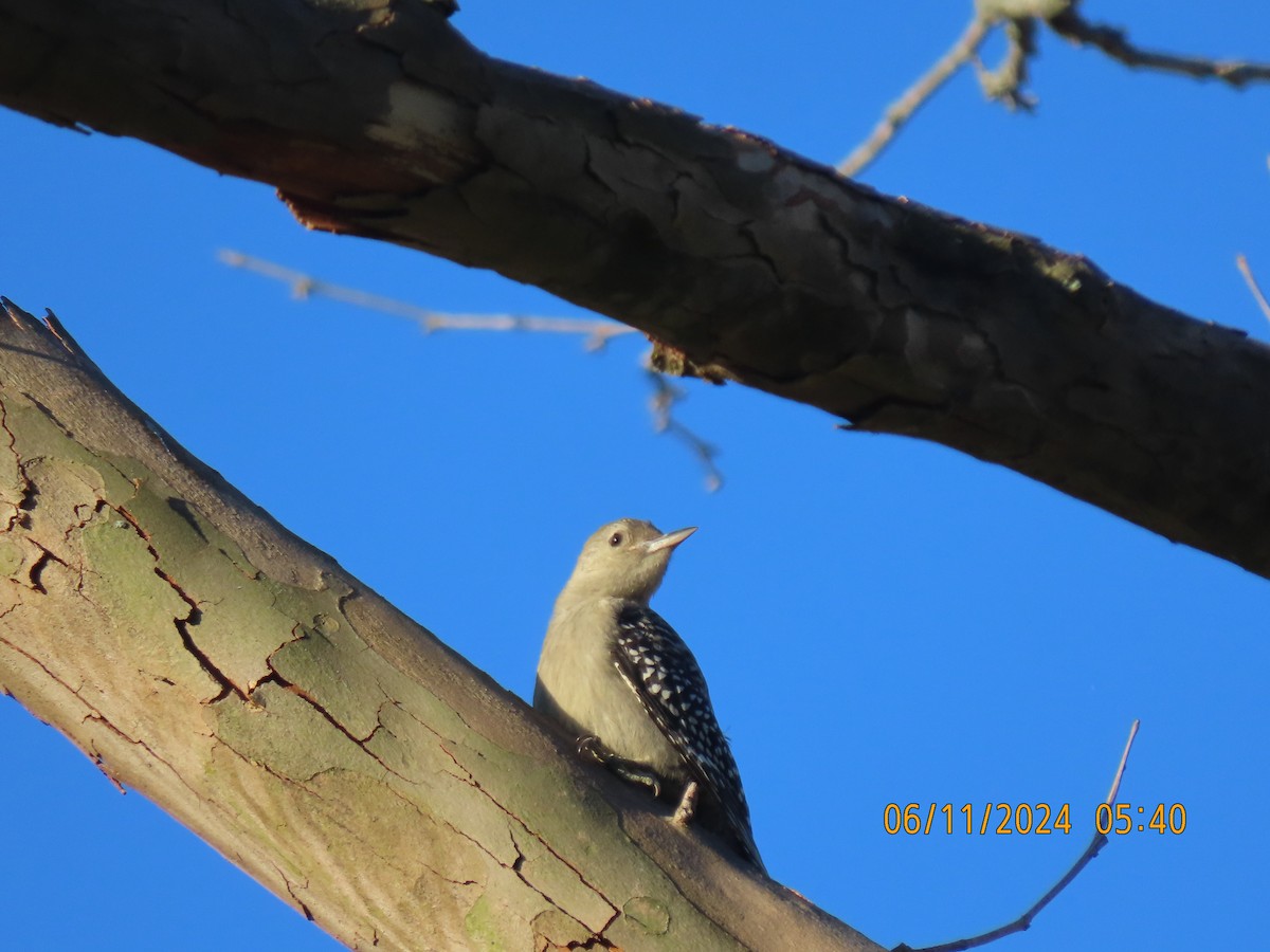 Red-bellied Woodpecker - ML620369944