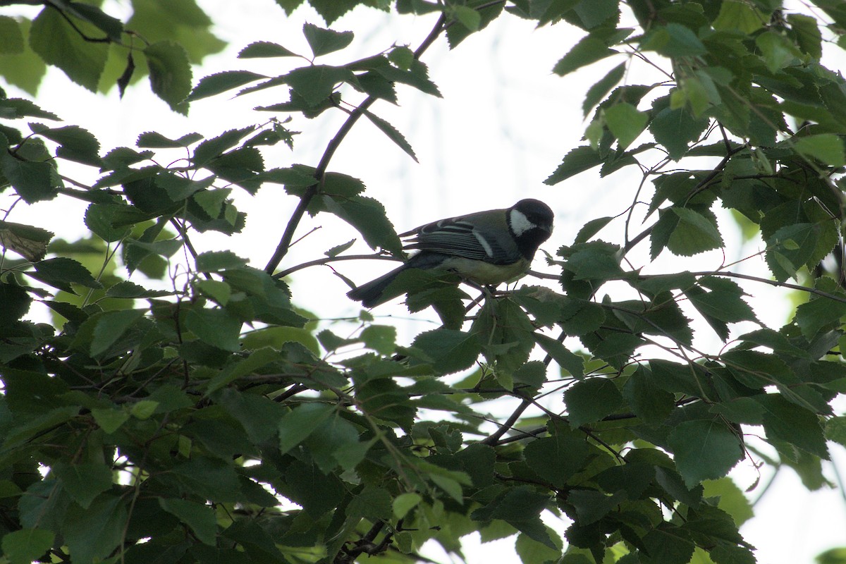 Mésange charbonnière - ML620369956