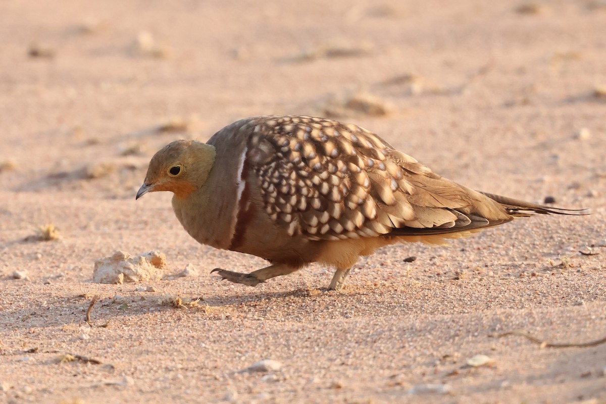 Namaqua Sandgrouse - ML620369958