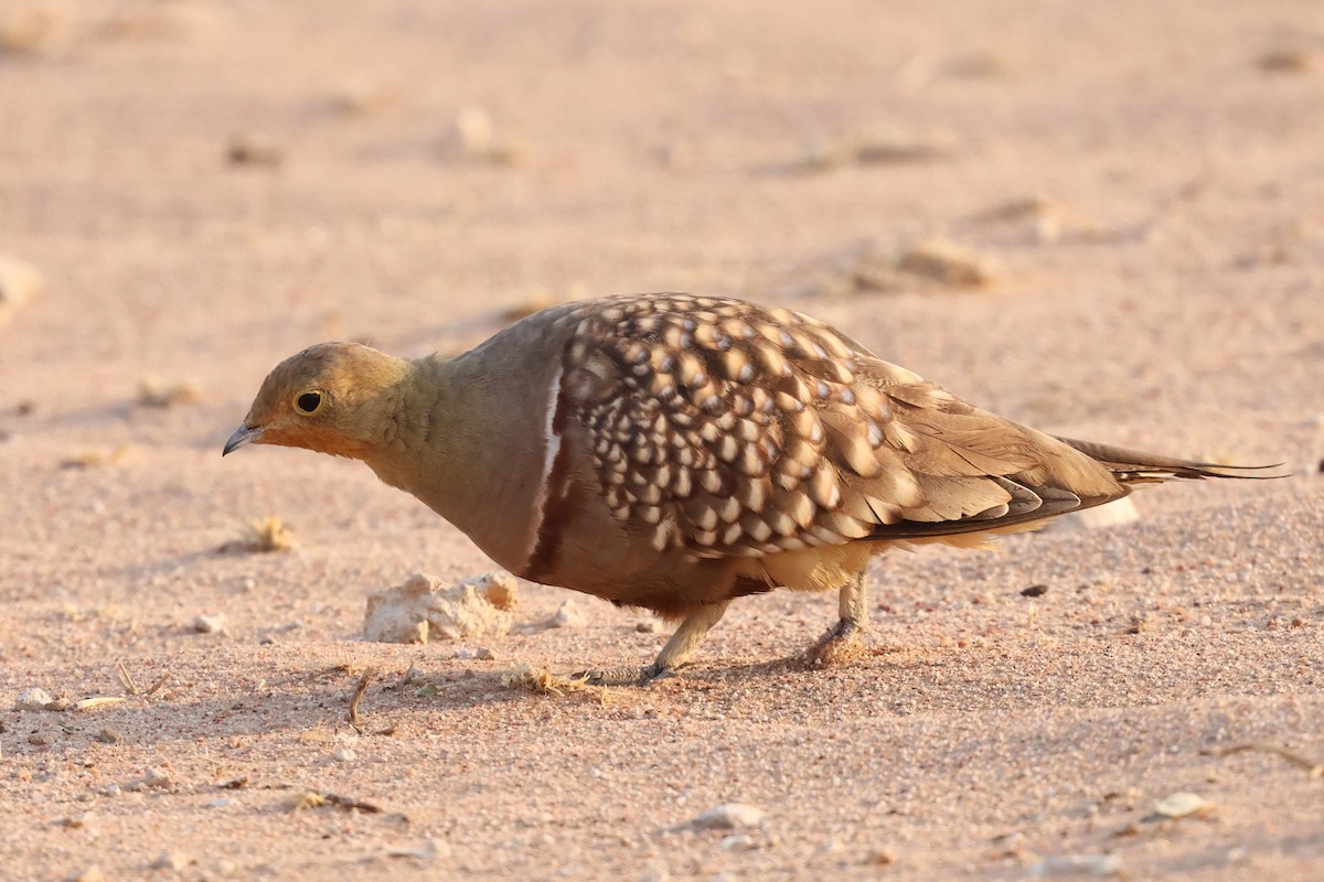 Namaqua Sandgrouse - ML620369959