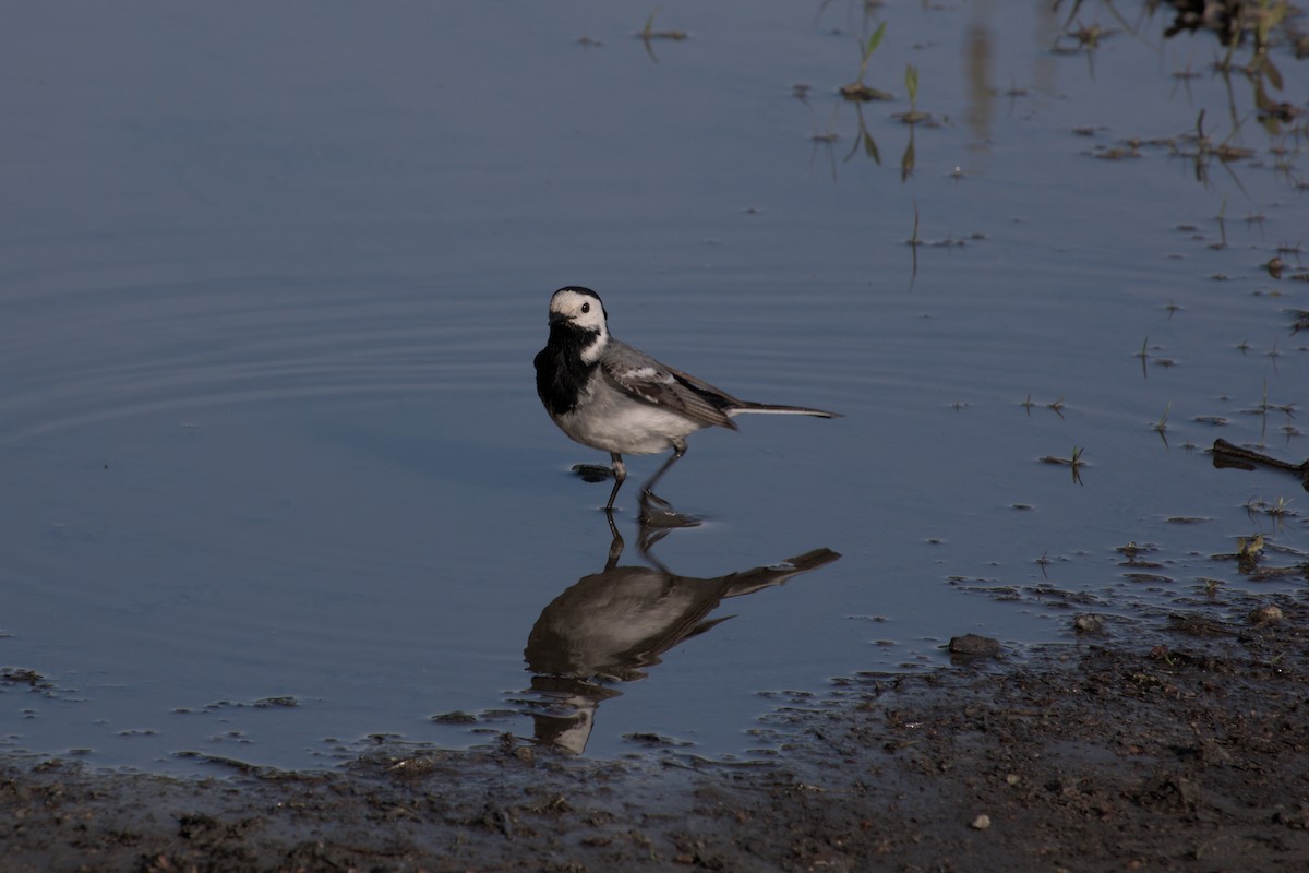 White Wagtail (White-faced) - ML620369963