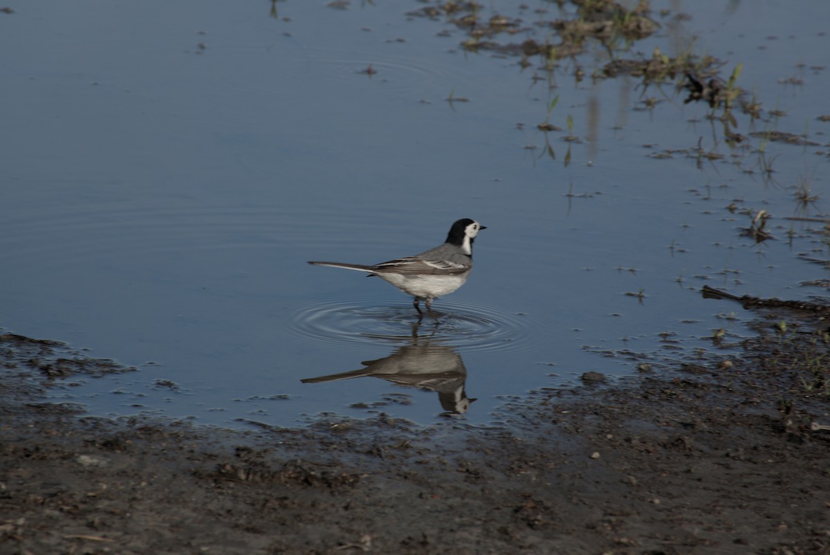 White Wagtail (White-faced) - ML620369971