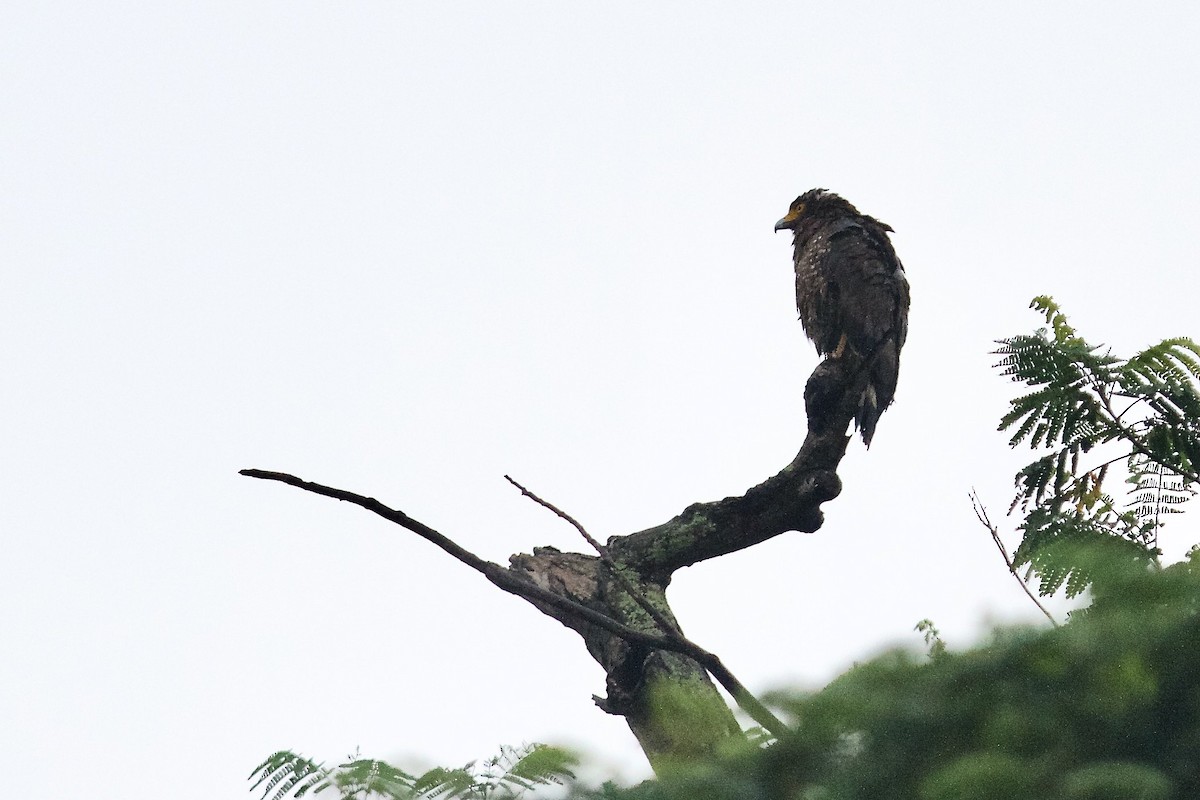 Crested Serpent-Eagle - ML620369975