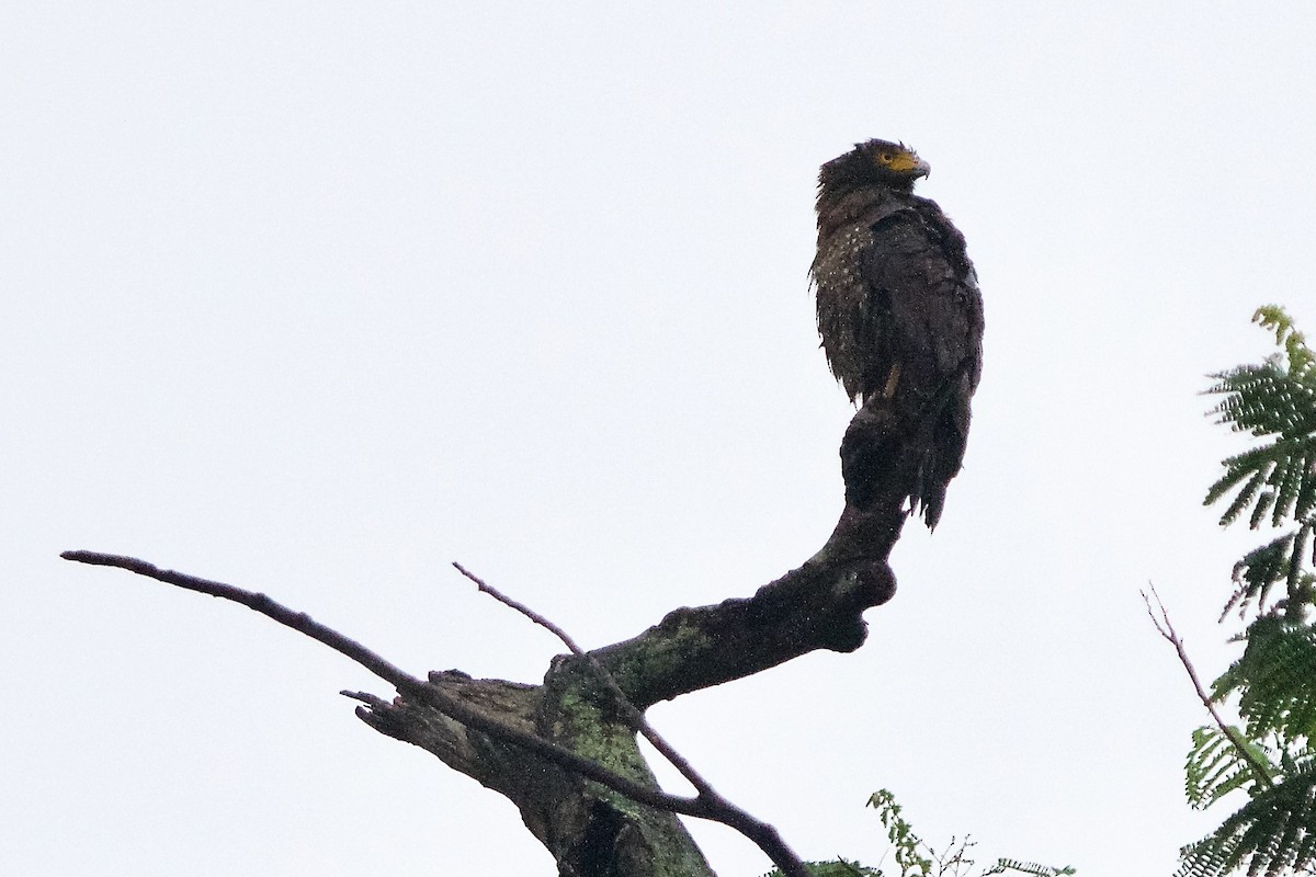 Crested Serpent-Eagle - ML620369976