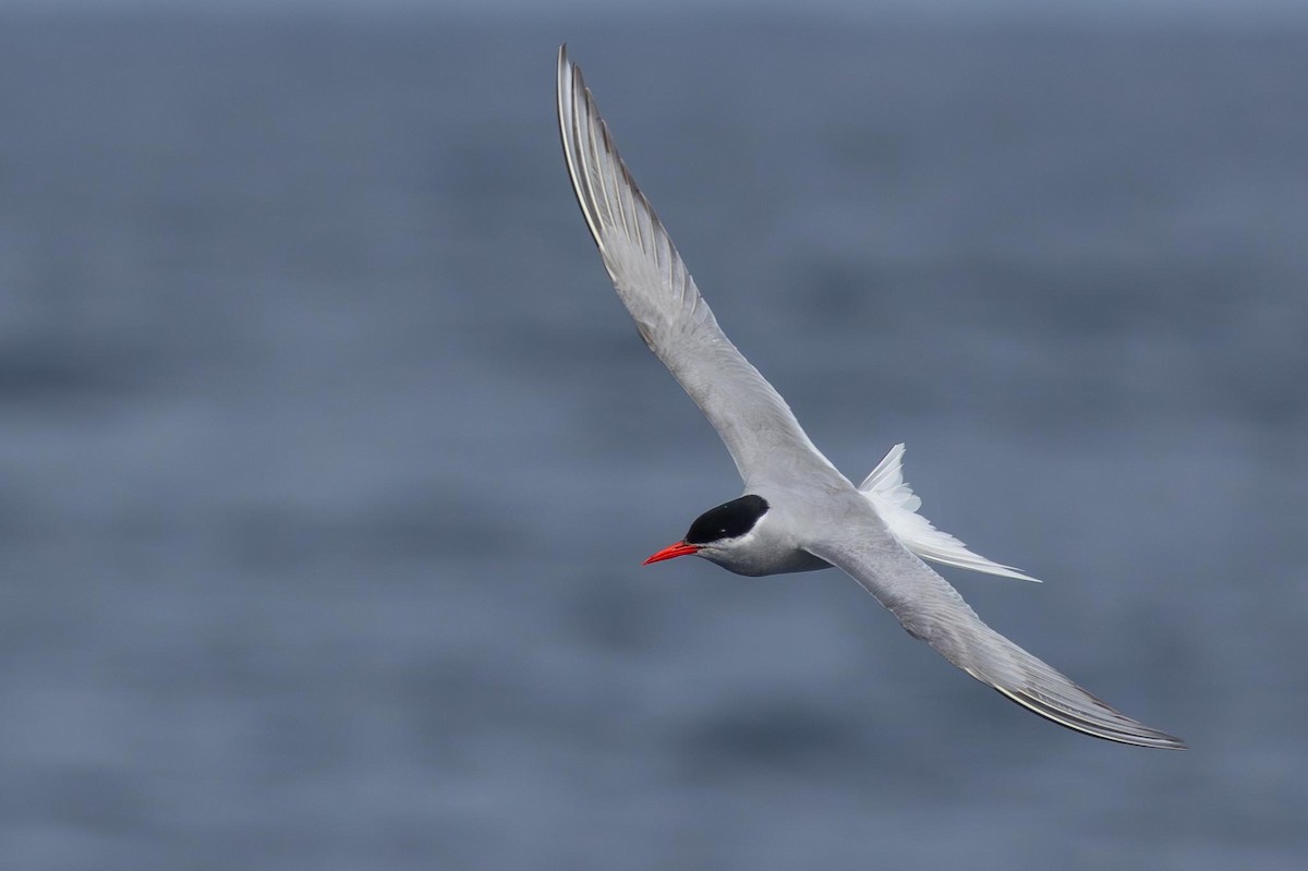 Antarctic Tern (Antarctic) - ML620369982