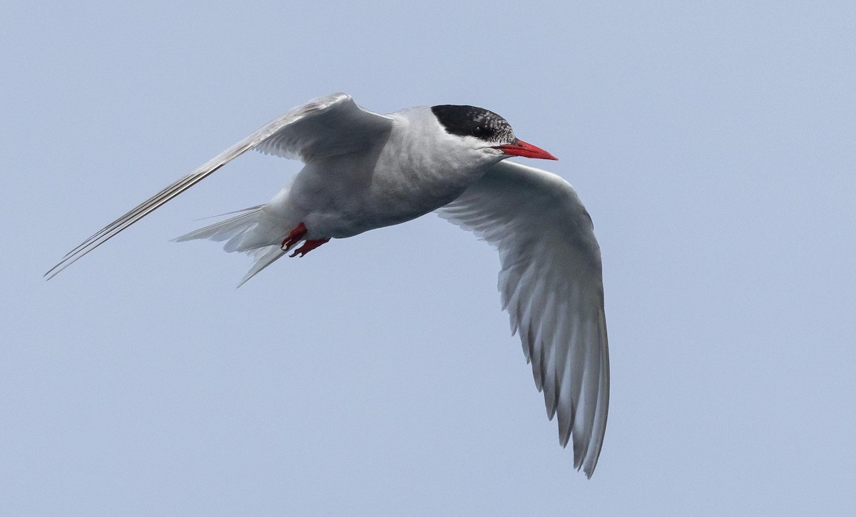 Antarctic Tern (Antarctic) - ML620369988