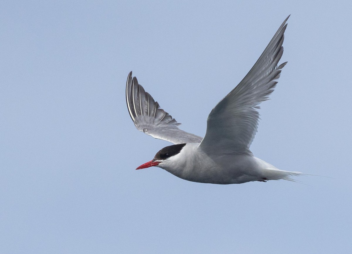 Antarctic Tern (Antarctic) - ML620369989