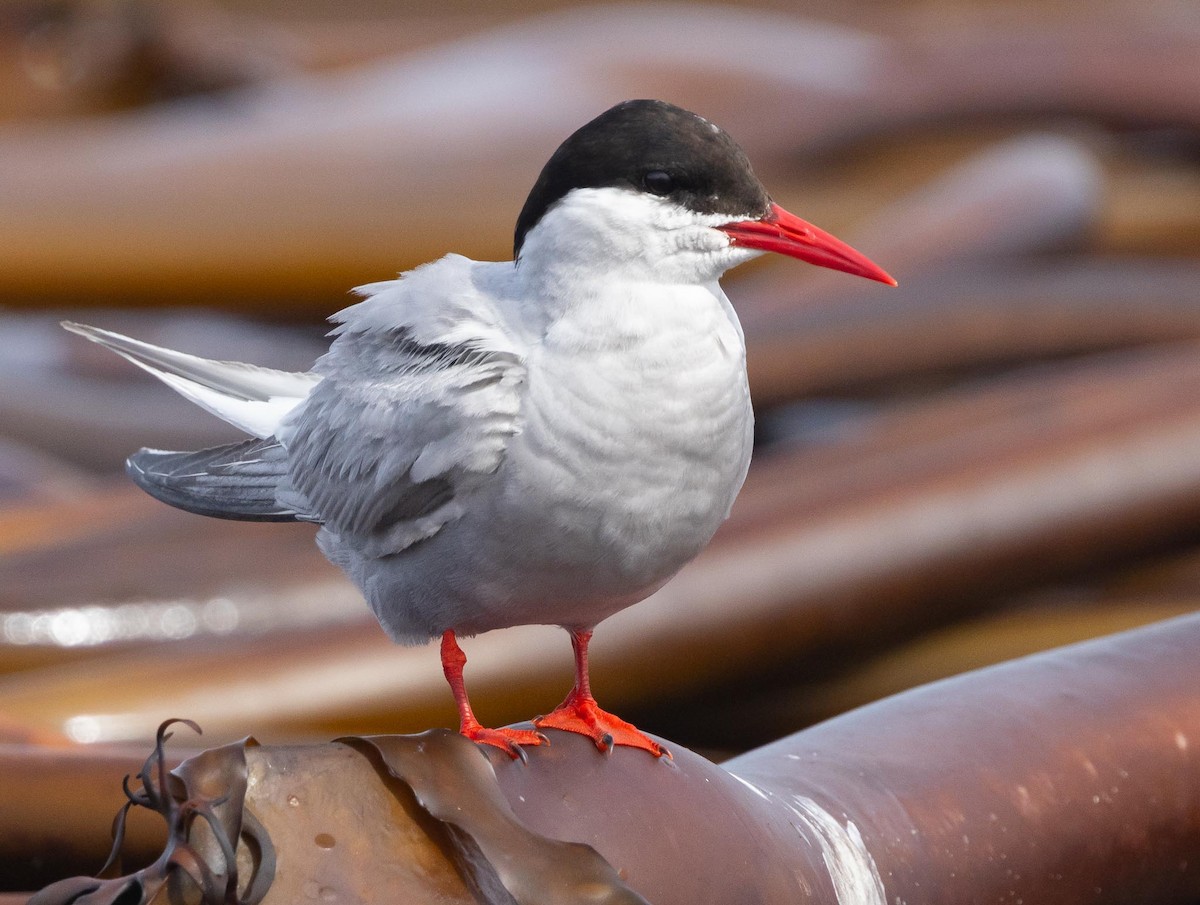 Antarctic Tern (Antarctic) - ML620369991