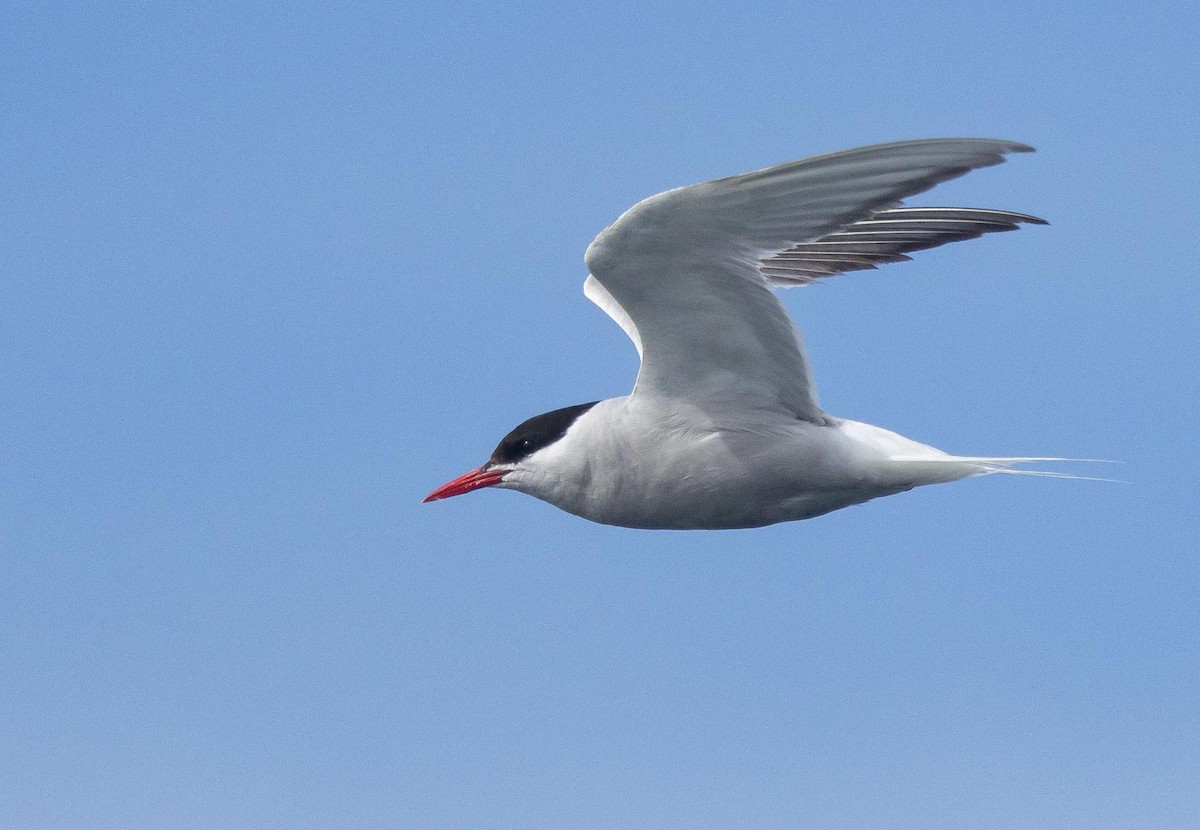 Antarctic Tern (Antarctic) - ML620369992