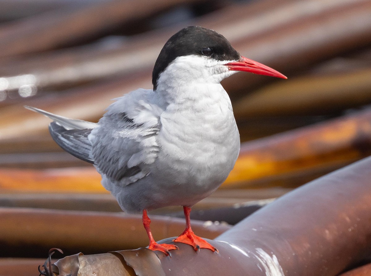 Antarctic Tern (Antarctic) - ML620369993