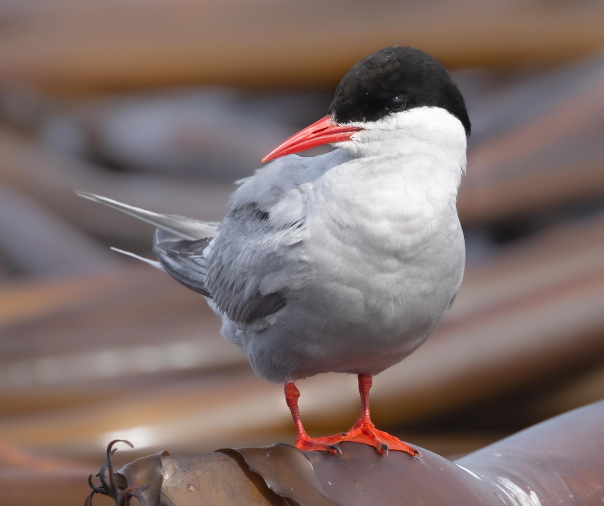 Antarctic Tern (Antarctic) - ML620369994