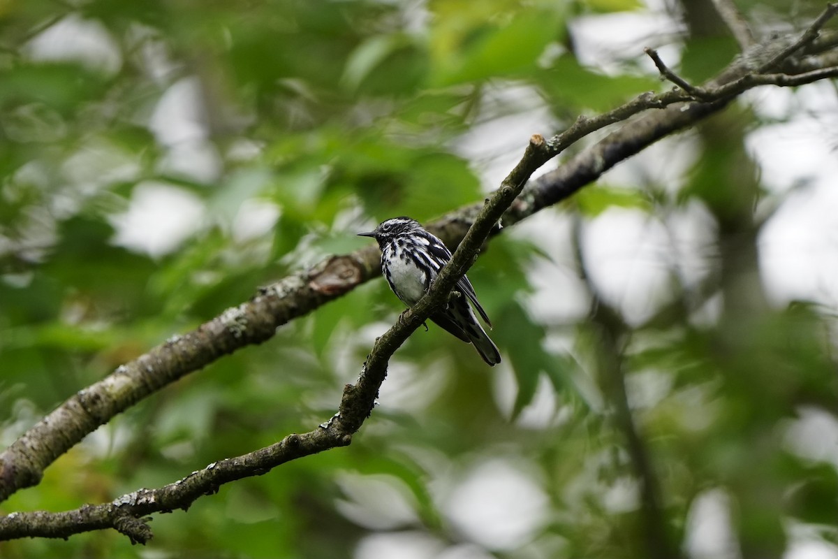 Black-and-white Warbler - ML620370000