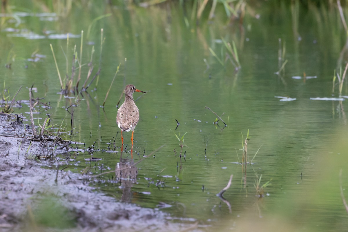 Common Redshank - ML620370009