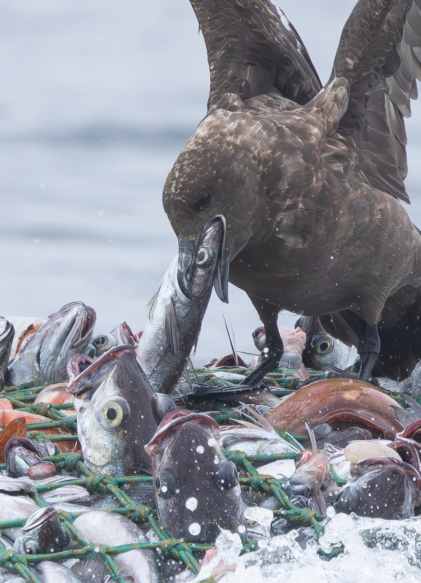 Brown Skua (Subantarctic) - ML620370014