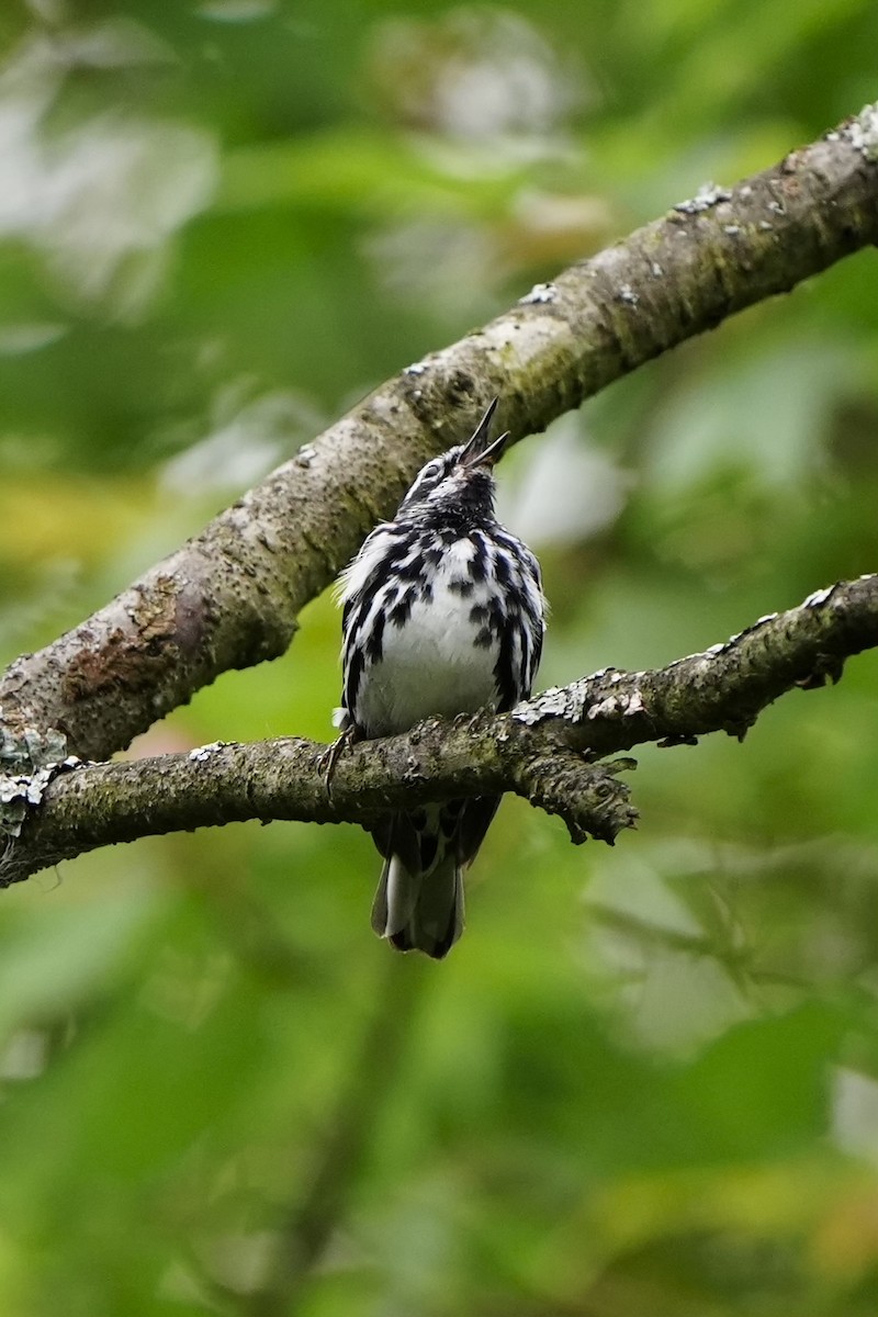 Black-and-white Warbler - ML620370015