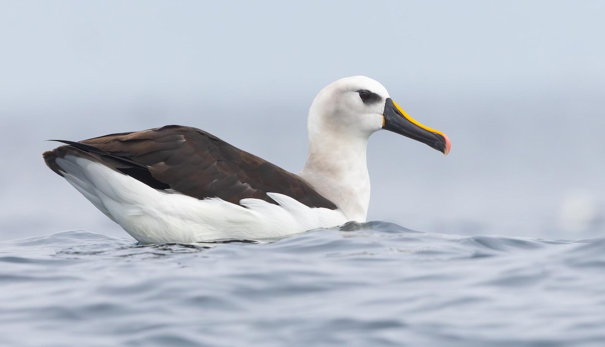 Atlantic Yellow-nosed Albatross - ML620370018