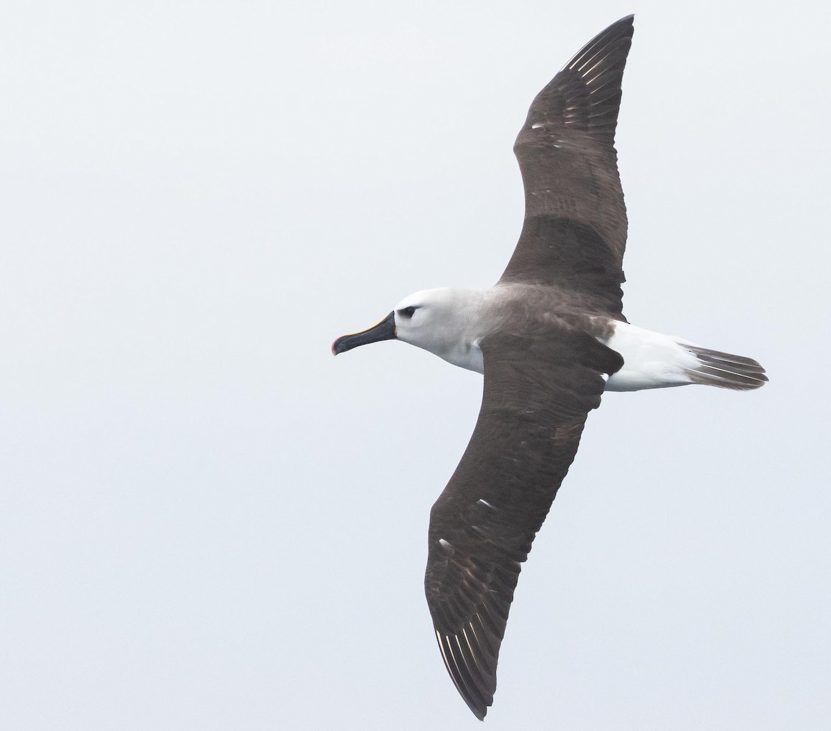albatros pestrozobý - ML620370019