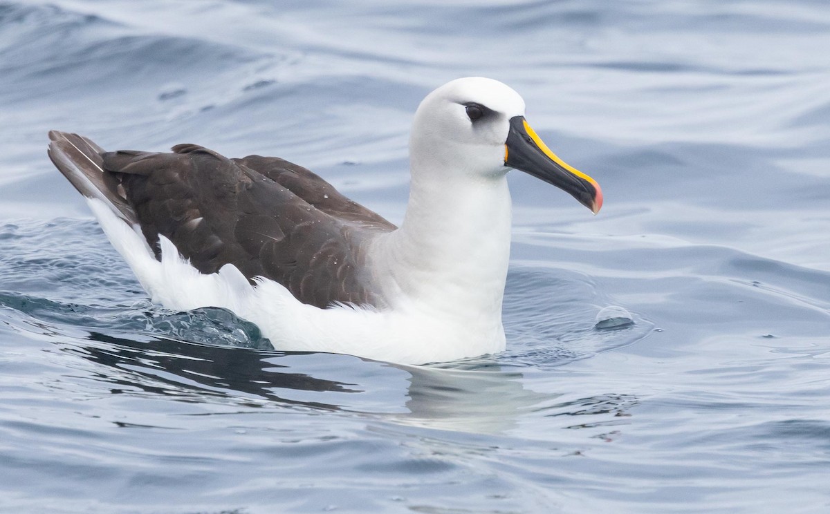 Atlantic Yellow-nosed Albatross - ML620370023