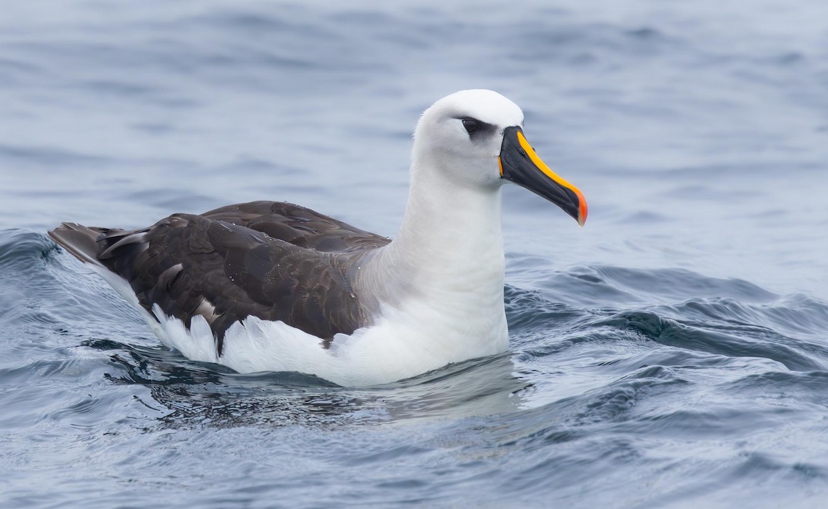 Atlantic Yellow-nosed Albatross - Adam Buckham
