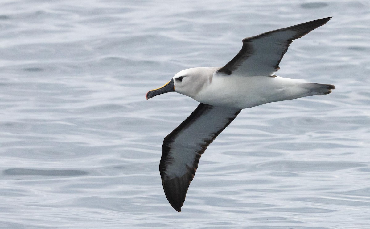 Atlantik Sarı Gagalı Albatrosu - ML620370025