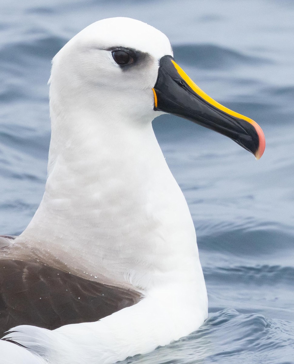 Atlantic Yellow-nosed Albatross - ML620370026