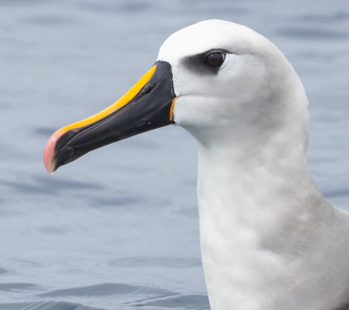Atlantic Yellow-nosed Albatross - ML620370027