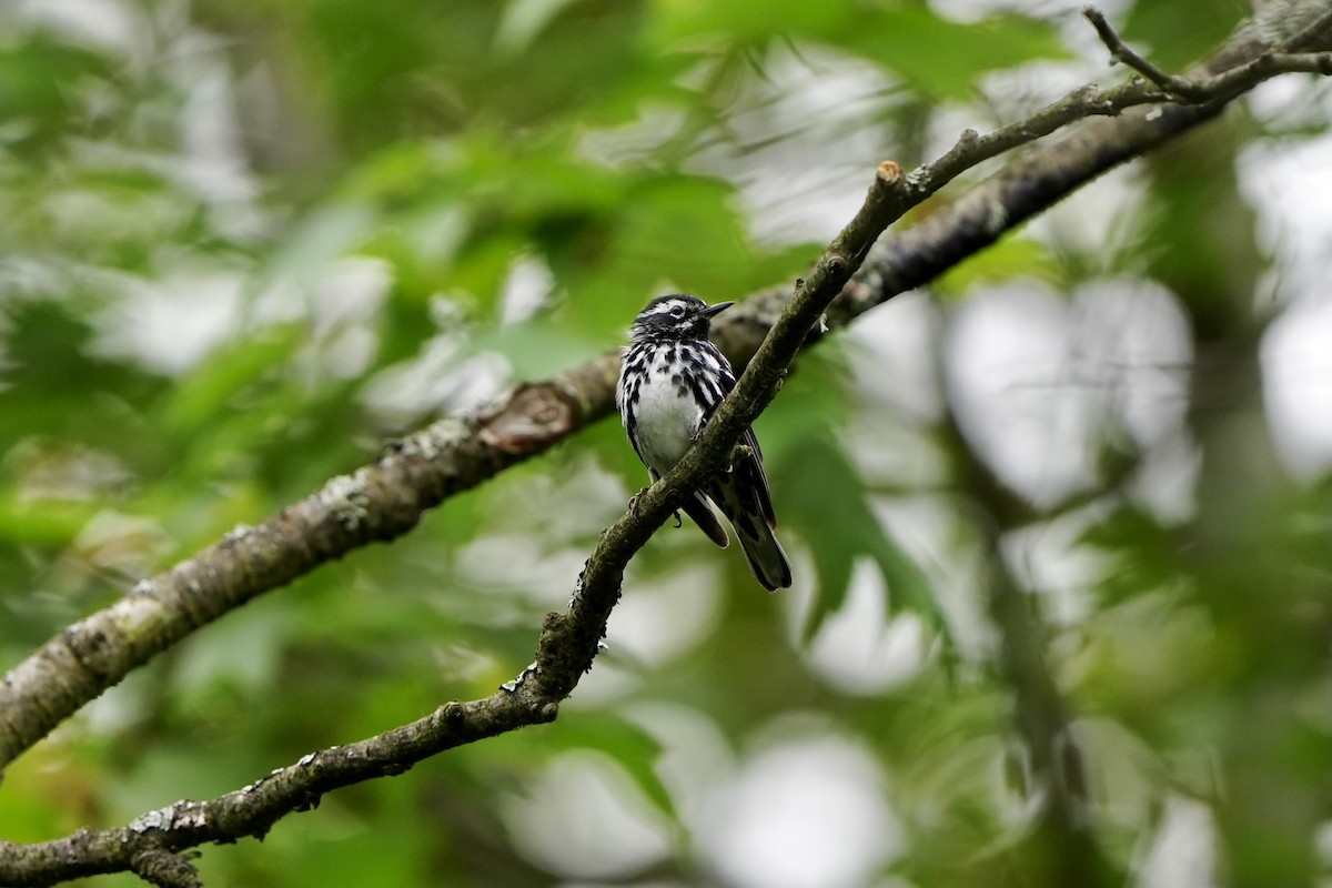 Black-and-white Warbler - ML620370028