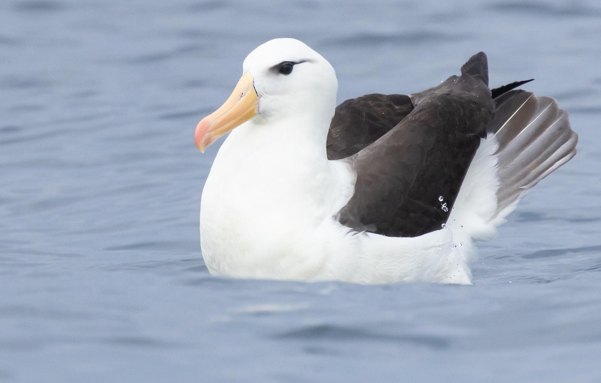 Albatros Ojeroso (melanophris) - ML620370029