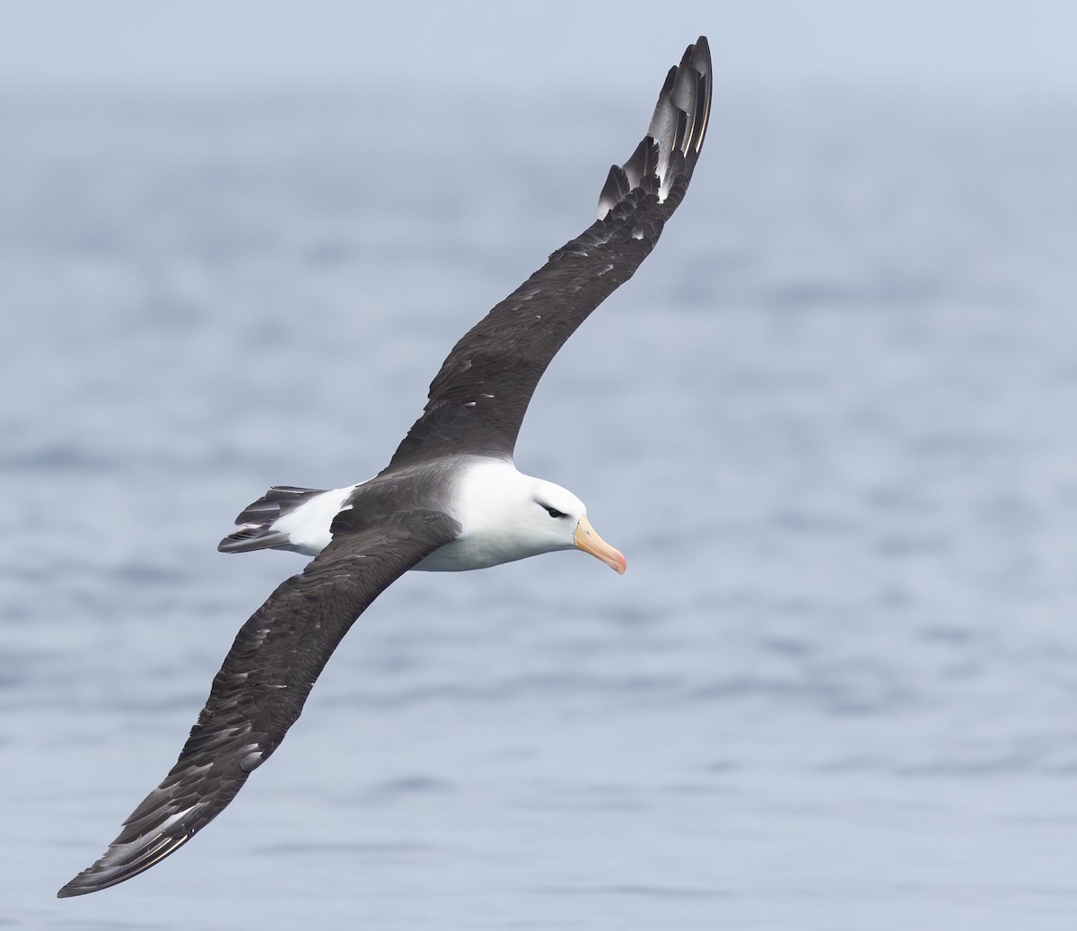 albatros černobrvý (ssp. melanophris) - ML620370031