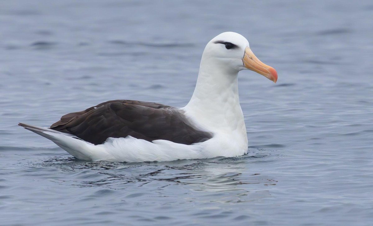 albatros černobrvý (ssp. melanophris) - ML620370032