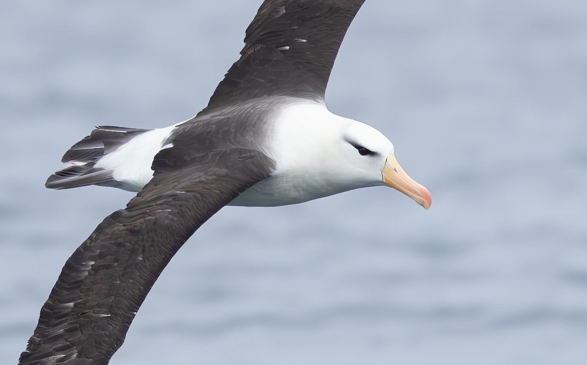 albatros černobrvý (ssp. melanophris) - ML620370033