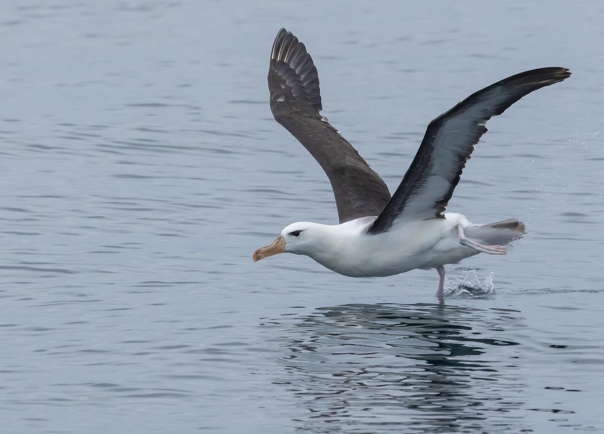 Schwarzbrauenalbatros (melanophris) - ML620370034