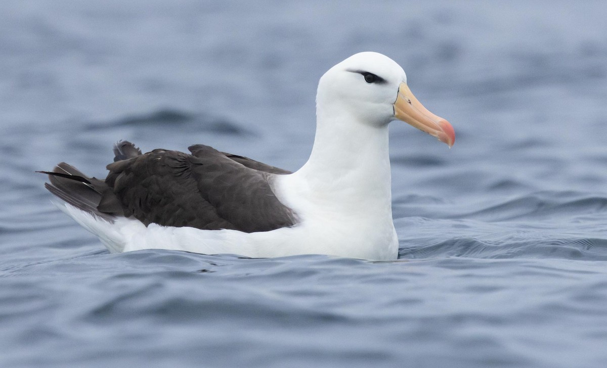 Albatros bekainduna (melanophris) - ML620370035