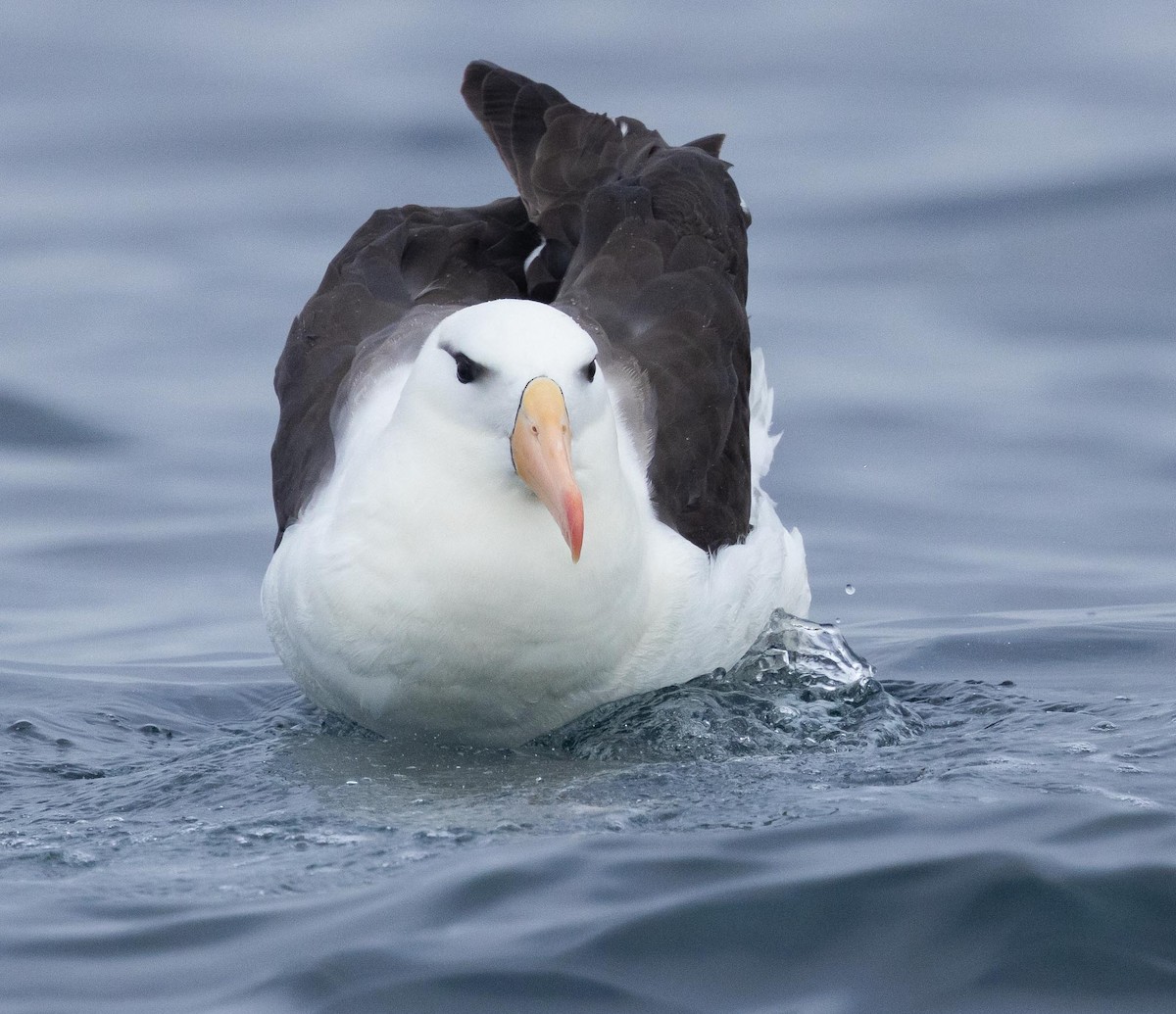 Black-browed Albatross (Black-browed) - ML620370036