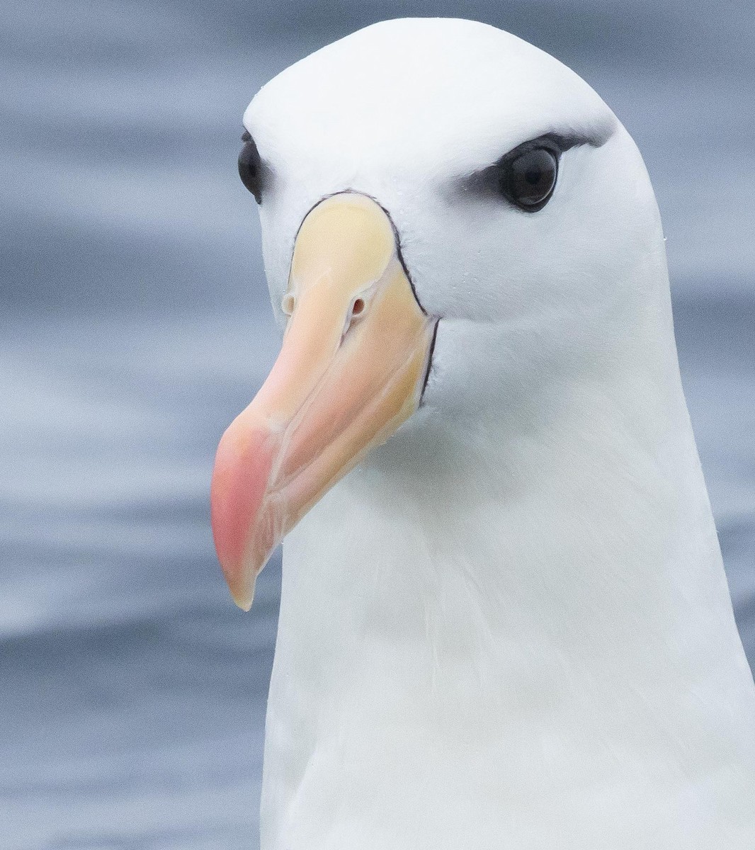 albatros černobrvý (ssp. melanophris) - ML620370037