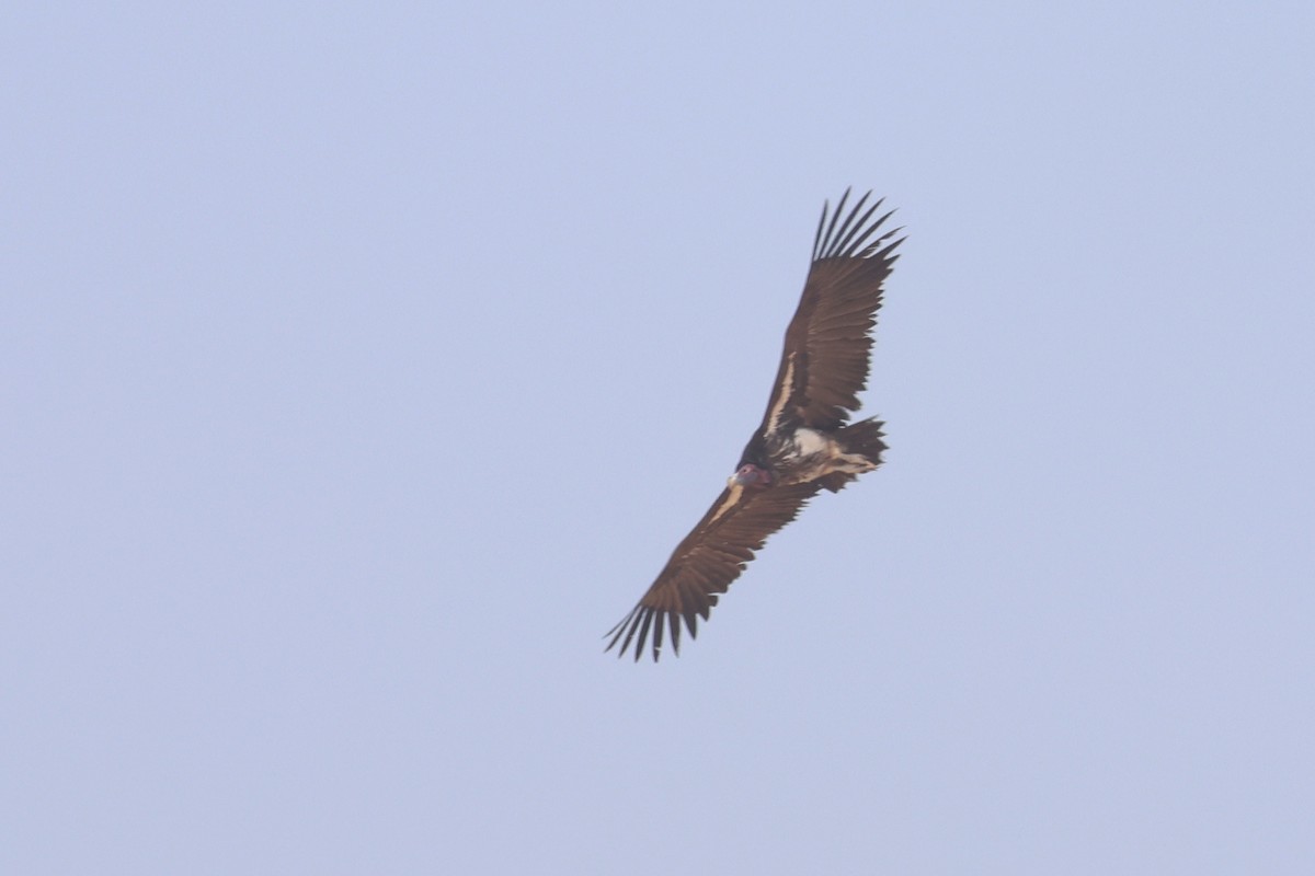 Lappet-faced Vulture - ML620370039