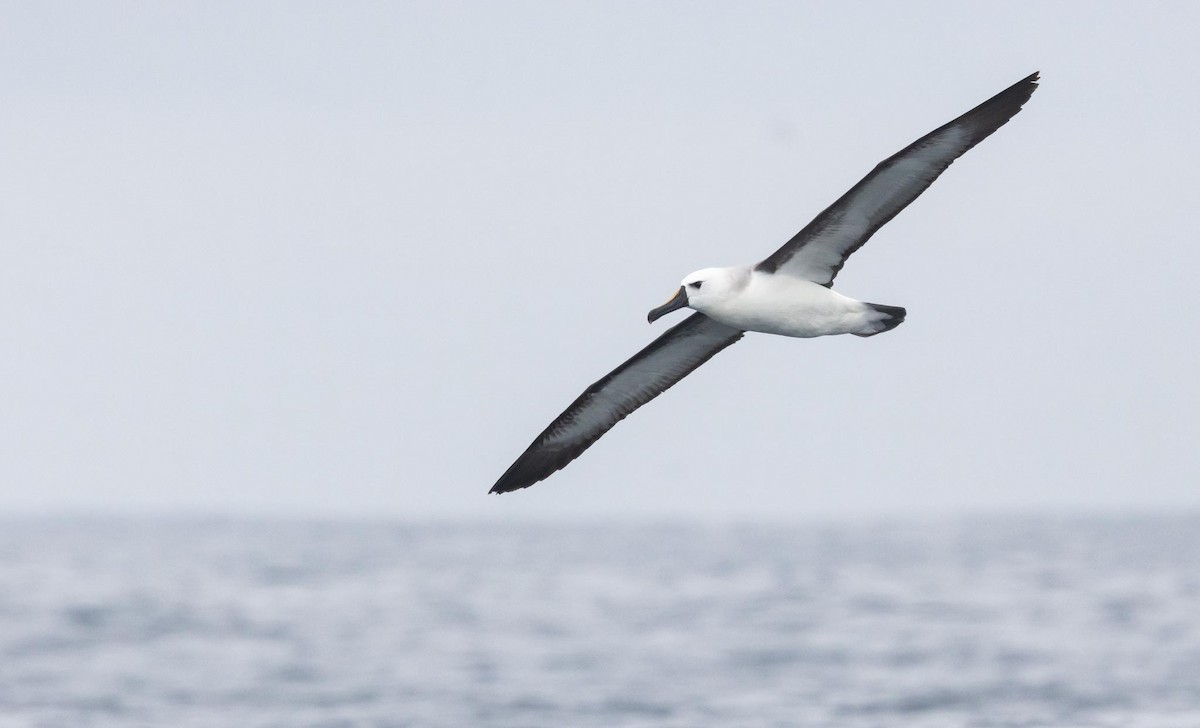 Indian Yellow-nosed Albatross - ML620370040