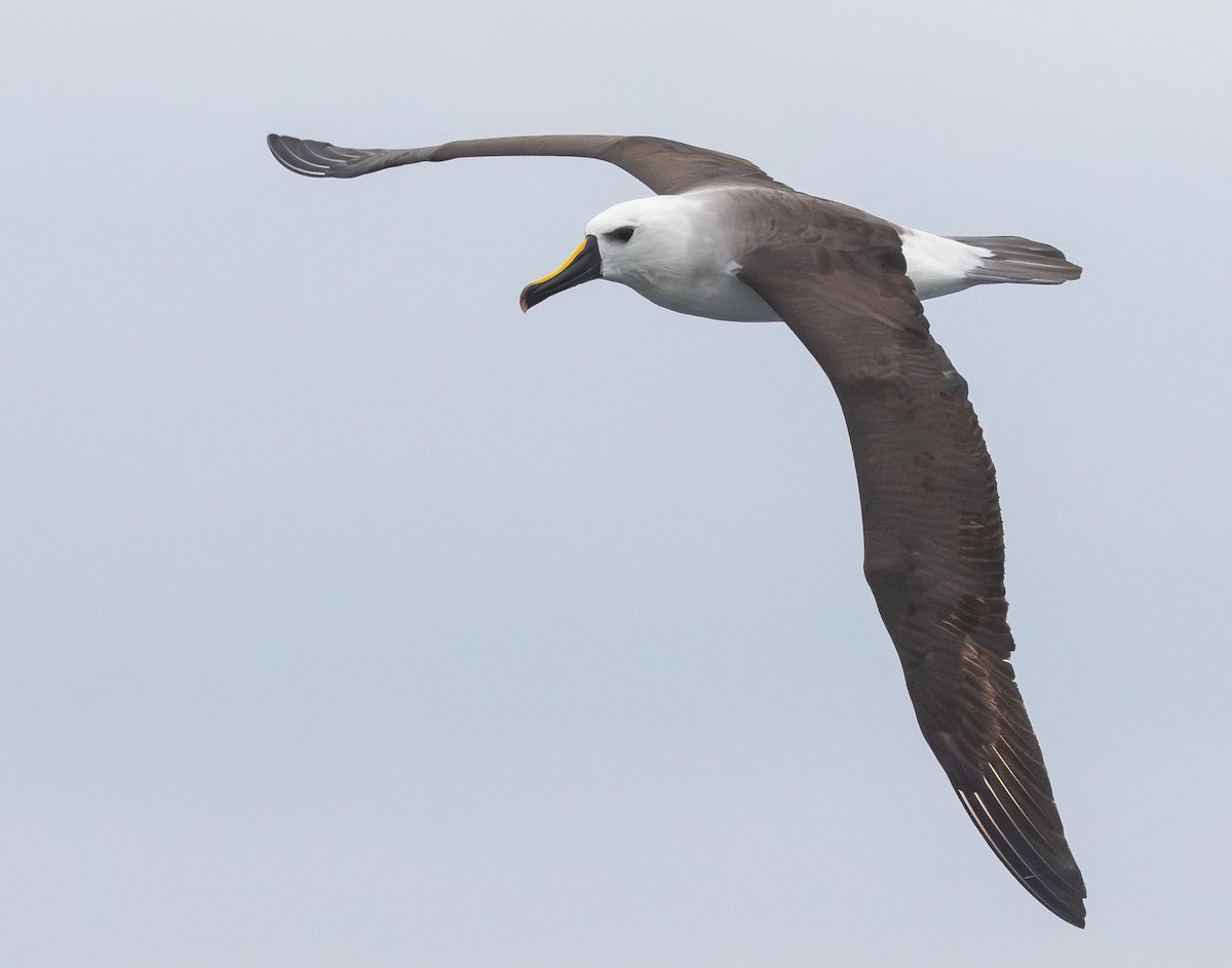 Indian Yellow-nosed Albatross - ML620370042