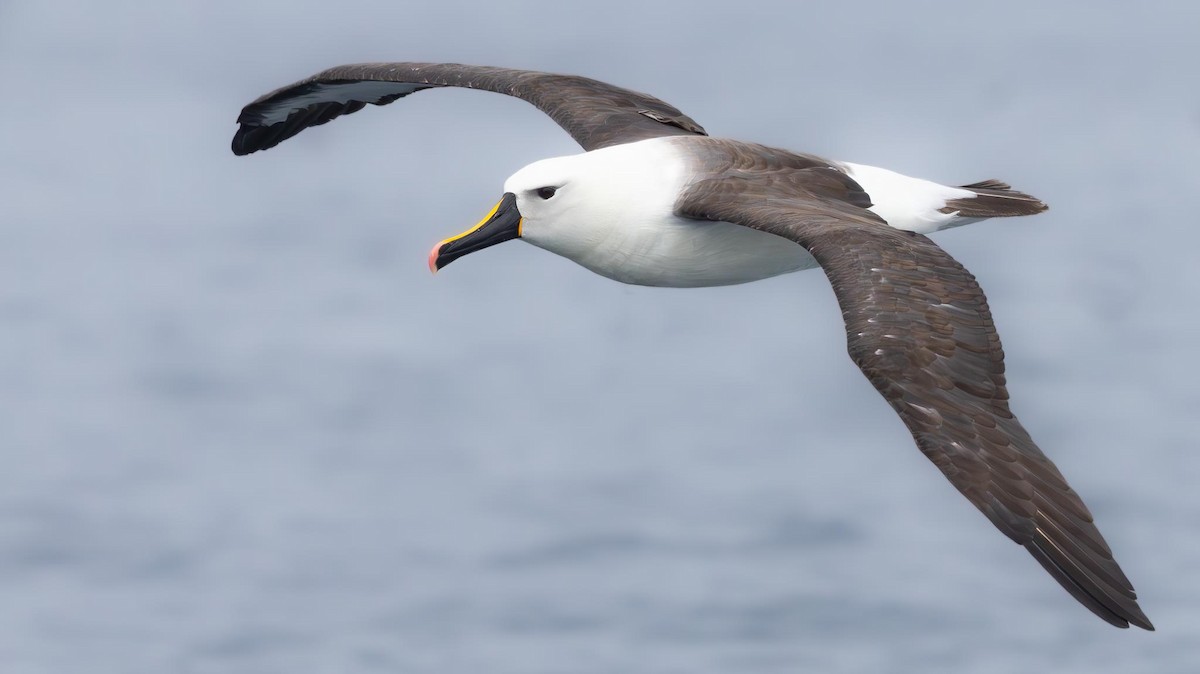 Indian Yellow-nosed Albatross - ML620370044