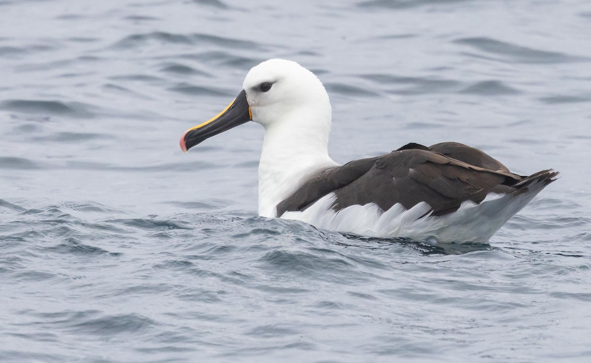 Indian Yellow-nosed Albatross - ML620370053