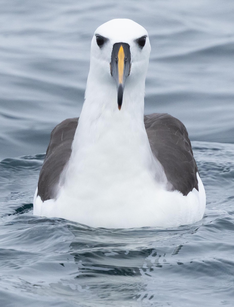 Indian Yellow-nosed Albatross - ML620370054