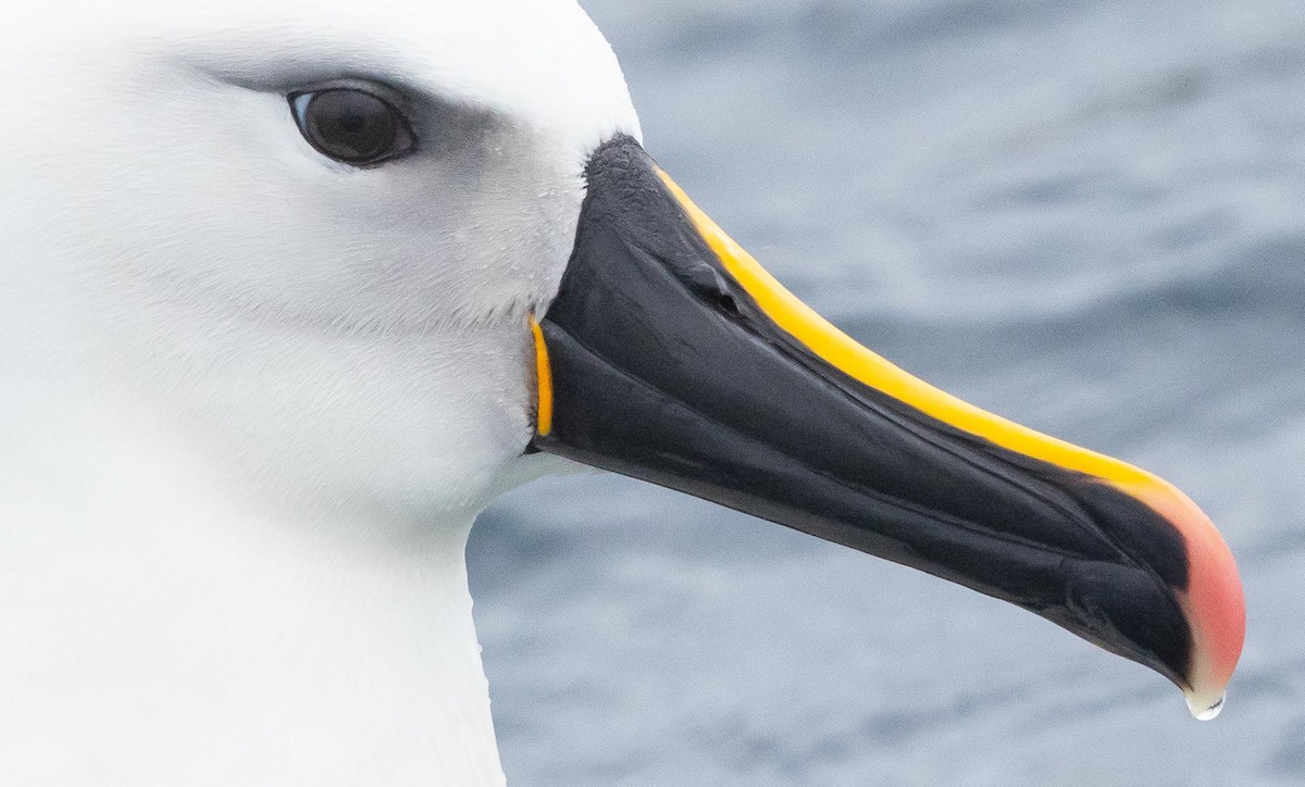 Indian Yellow-nosed Albatross - ML620370055