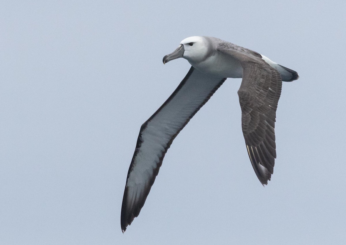 White-capped Albatross (steadi) - Adam Buckham