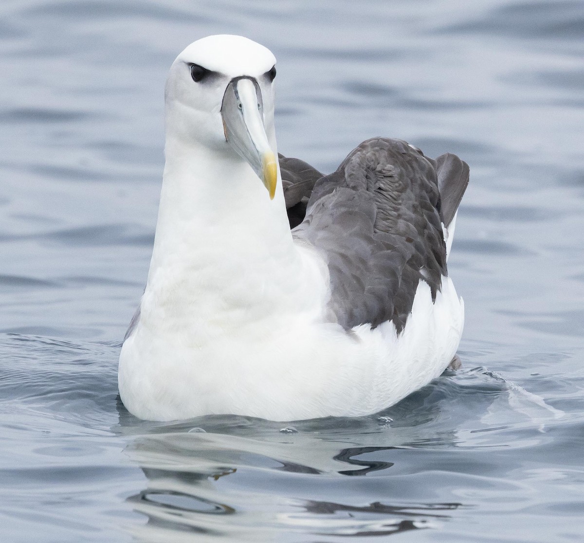 White-capped Albatross (steadi) - ML620370071