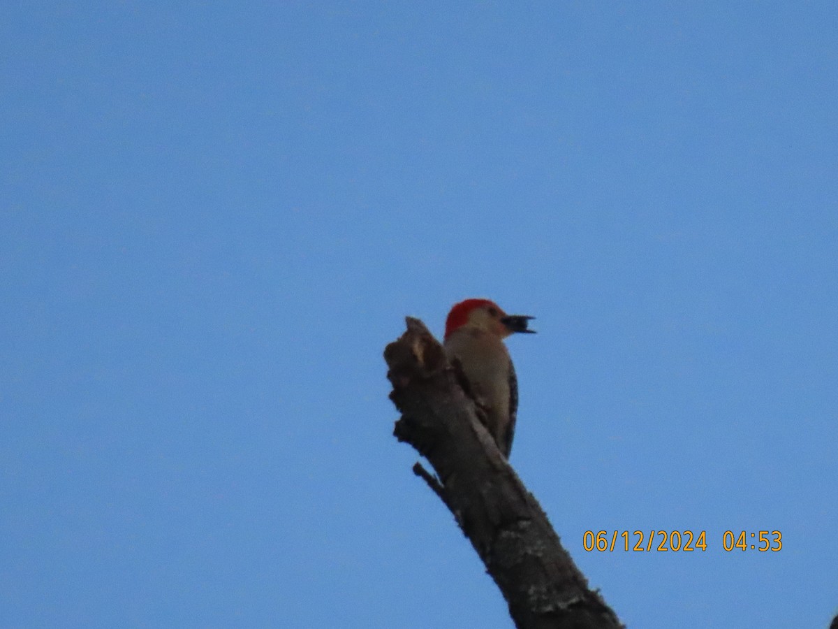 Red-bellied Woodpecker - ML620370073
