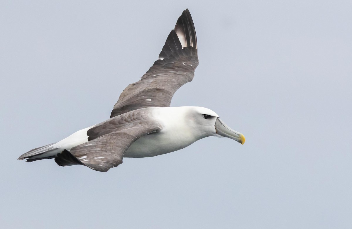 albatros šelfový (ssp. steadi) - ML620370074