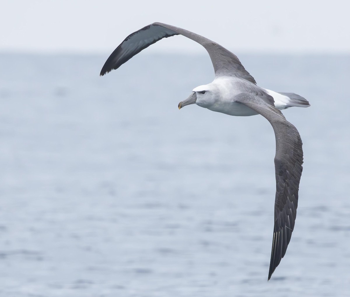albatros šelfový (ssp. steadi) - ML620370075